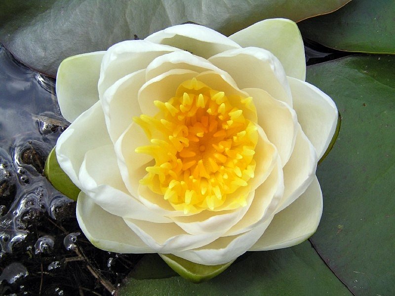 Aquatic plants seeds