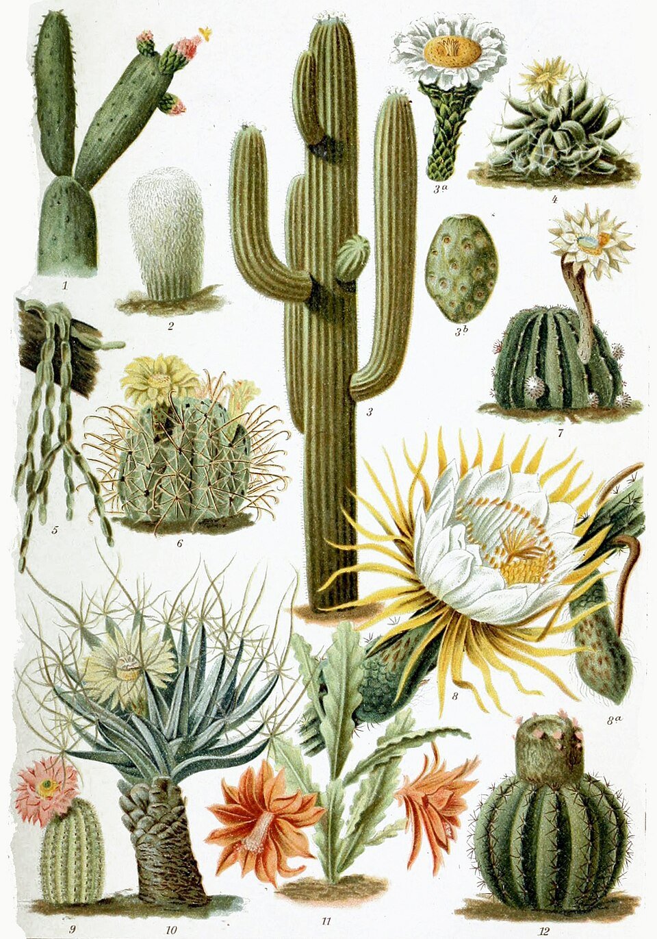 Cactus and Adenium seeds