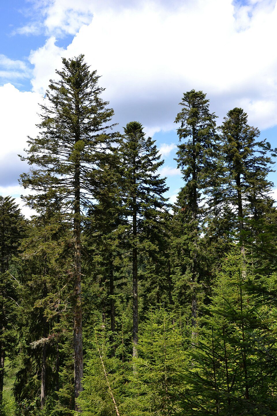Coniferous seeds
