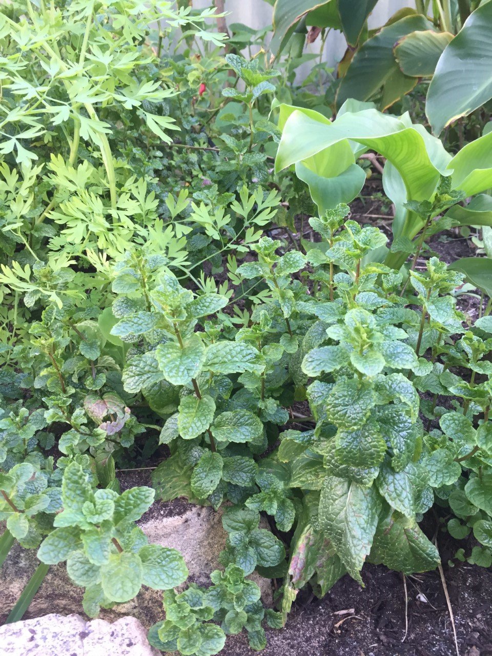 Herbs seeds