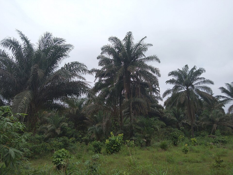 Palms and Dates seeds