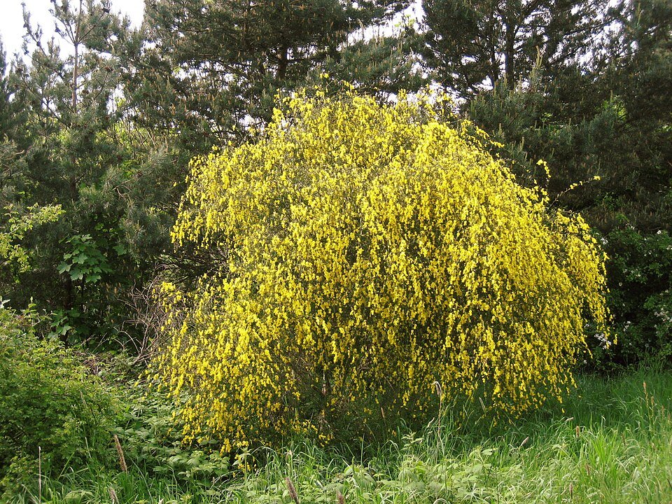 Shrub and bushes seeds