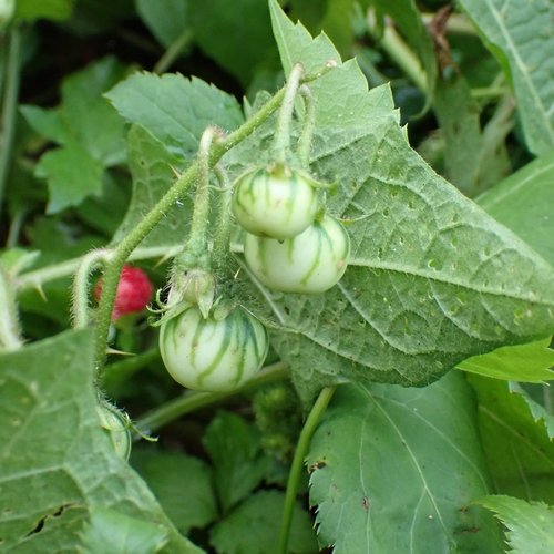 Mock Strawberry Seeds for Planting