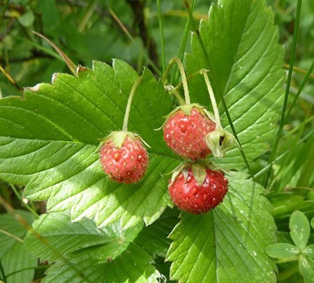 Green Strawberry / Creamy Strawberry / European Wild Strawberry