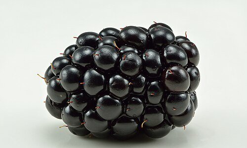 Wild Himalayan Blackberry