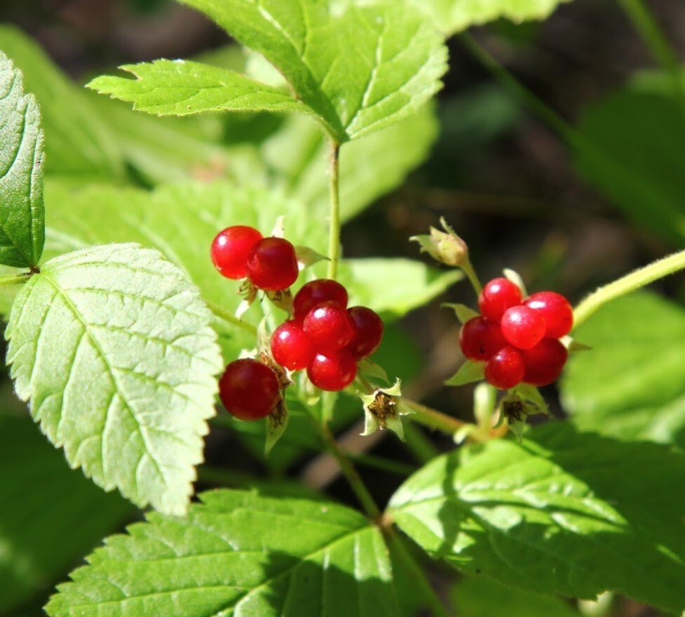 stone bramble - roebuck berry