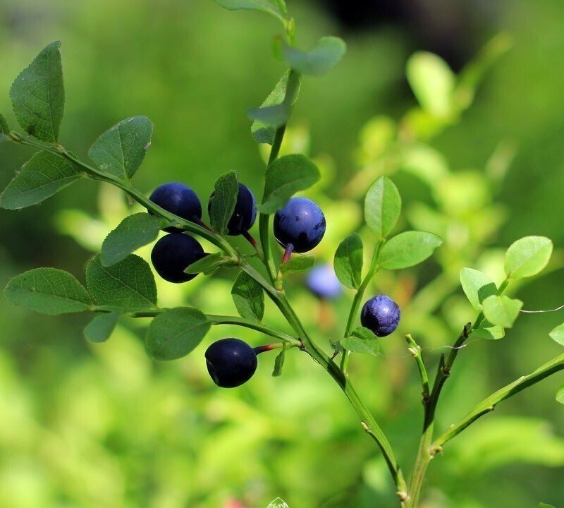 Bilberry - Vaccinium Myrtillus