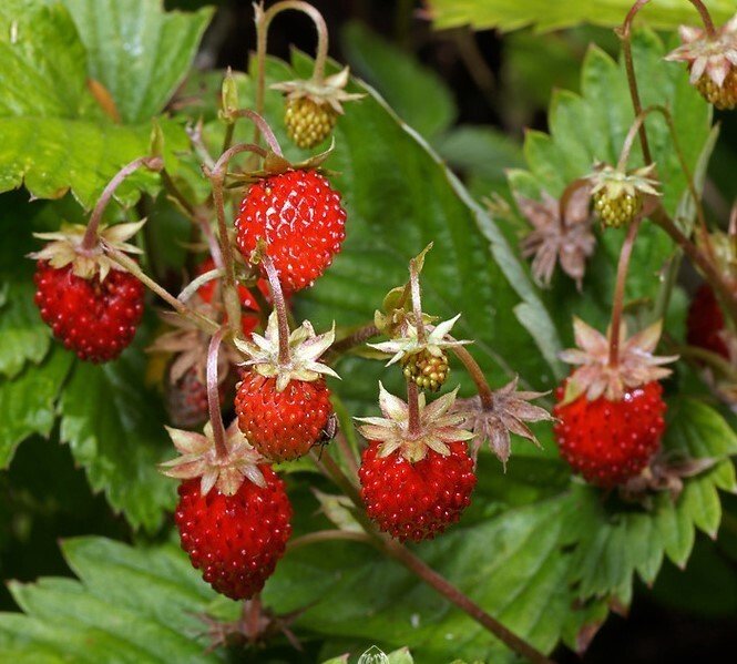 Wild strawberry - Alpine strawberry