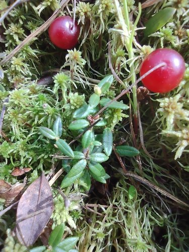 Lingonberry Seeds for Planting