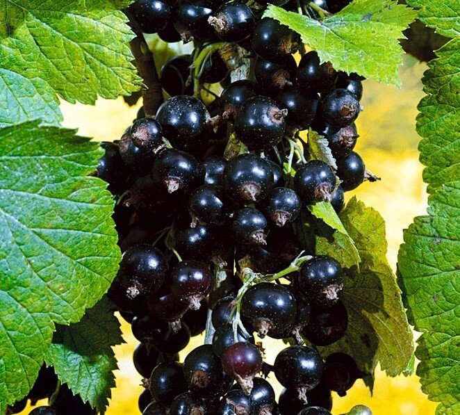 Black currant