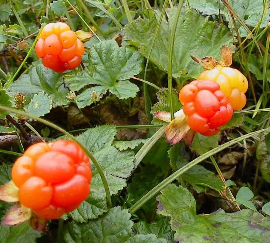 Cloudberry