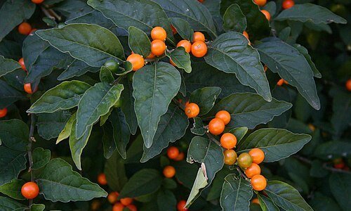 Jerusalem cherry