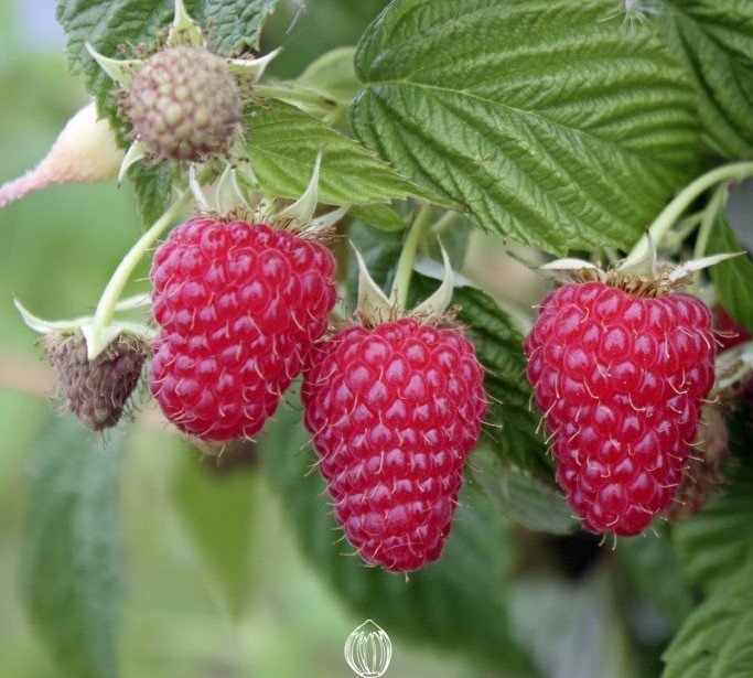 Raspberry - Thornless Red Raspberry