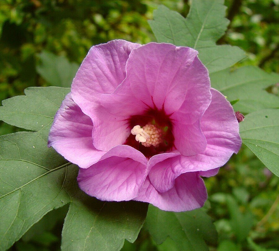 Korean rose