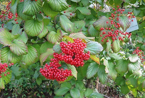 linden arrowwood - linden viburnum