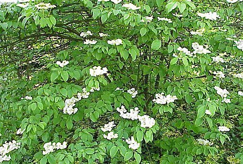 Japanese snowball