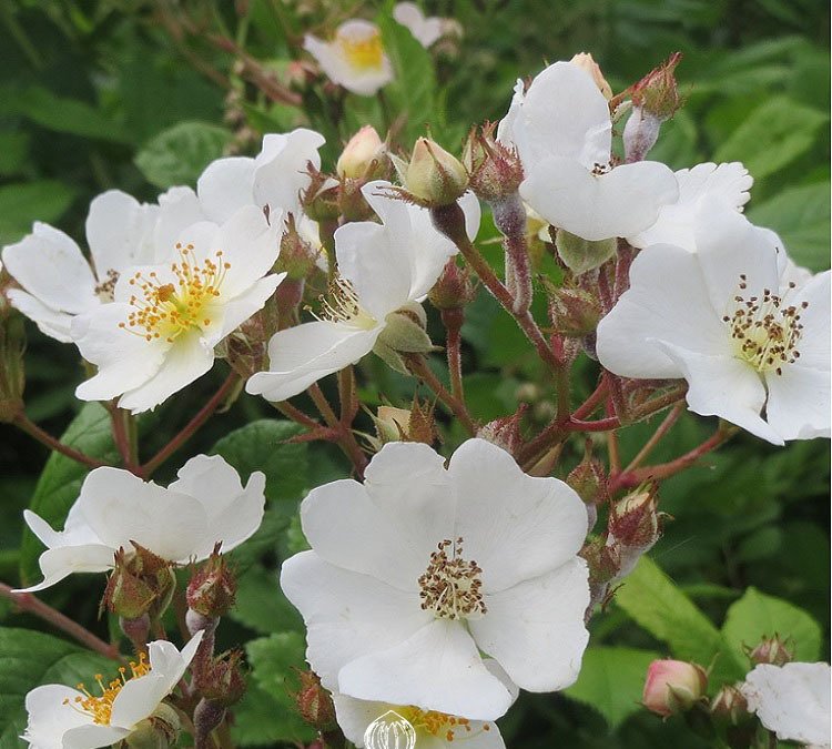 Baby Rose Seeds for Planting