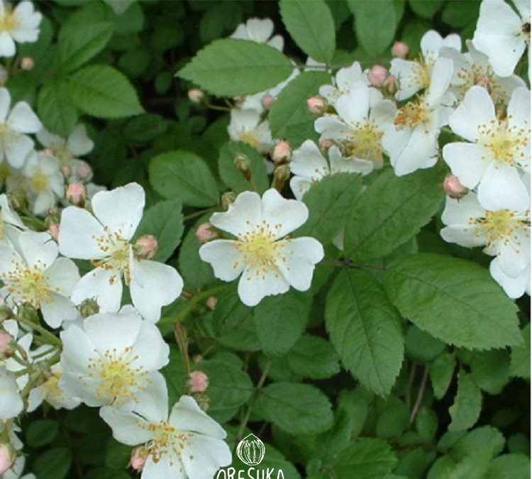 baby rose, Japanese rose