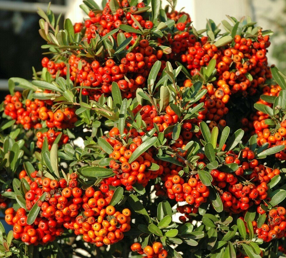 scarlet firethorn - red firethorn