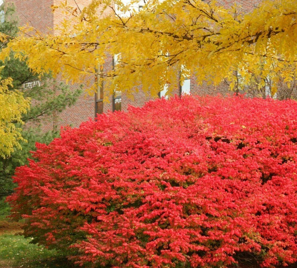 Burning Bush - Winged Burning Bush - Winged Euonymus - winged spindle tree