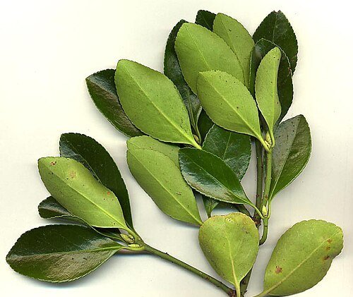 evergreen spindle - Japanese spindle