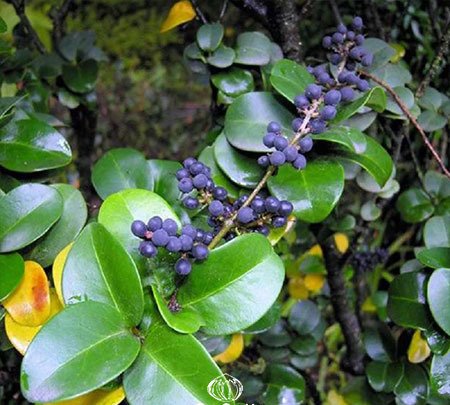 Bush16 4