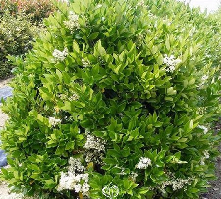 Bush16 5