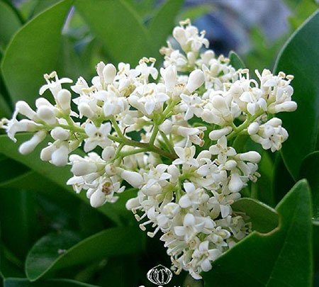 Chinese privet