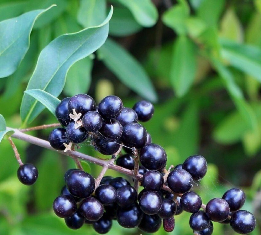 Wild Privet