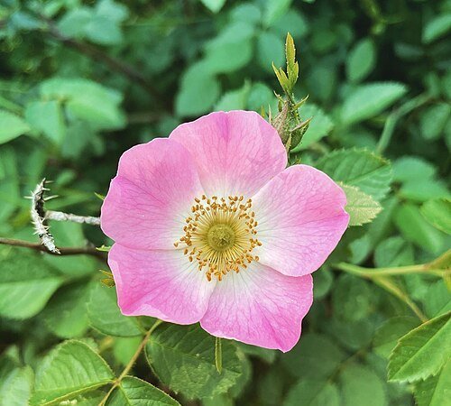 Sweetbriar - Eglantine - Rust-leaved Rose