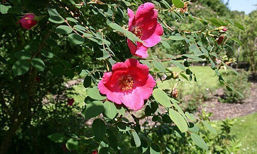 Moyes' rose - Mandarin Rose