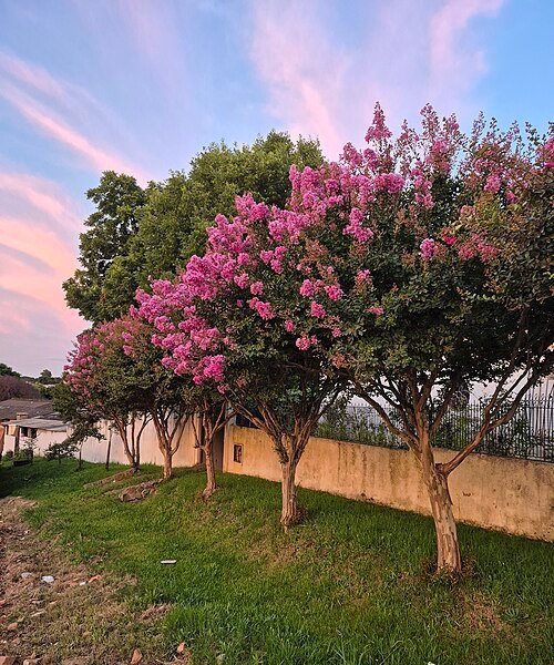 Crape myrtle - Indian Lilac