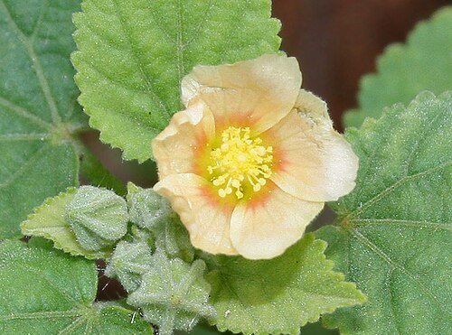 Flannel weed, Bala