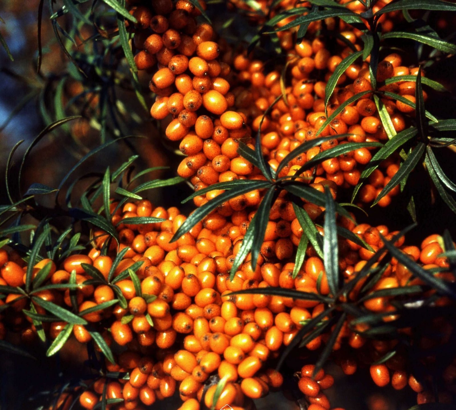 Sea buckthorn