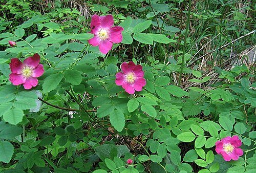 Alpine rose - mountain rose