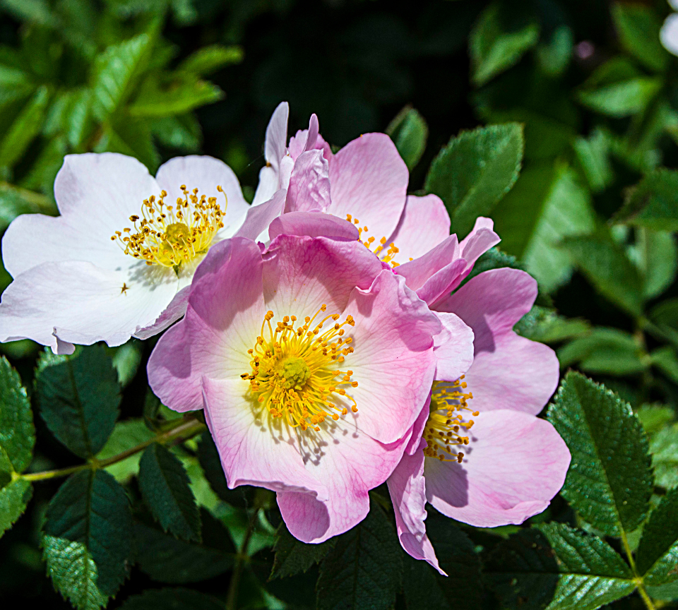 Apple rosehip
