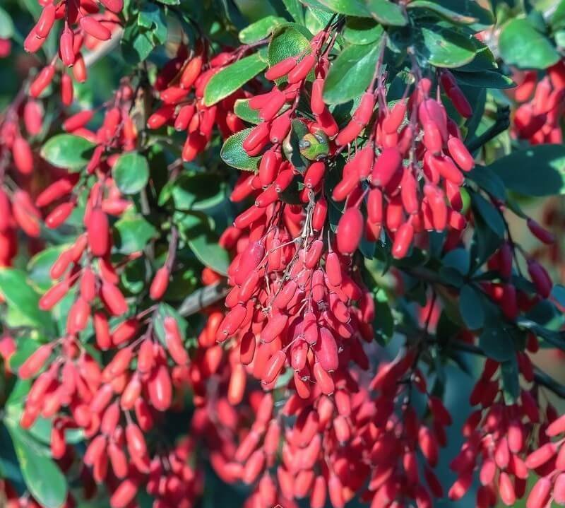 himalayan barberry