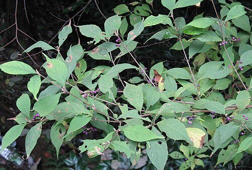 Japanese beautyberry