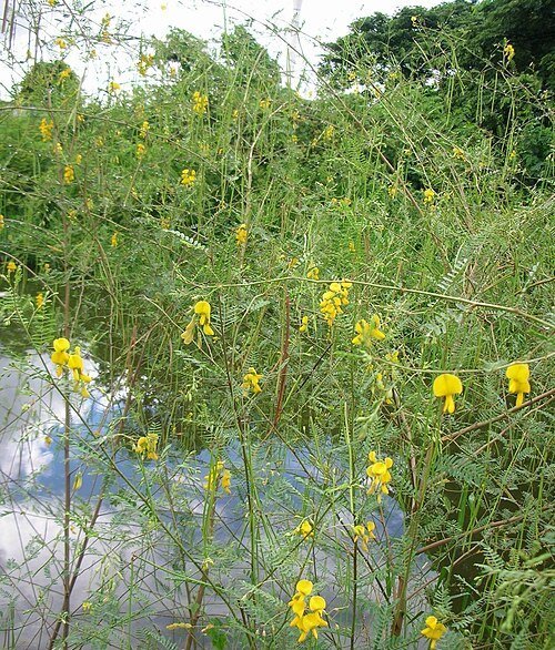 Prickly Sesban / Dhaincha / Sesbania