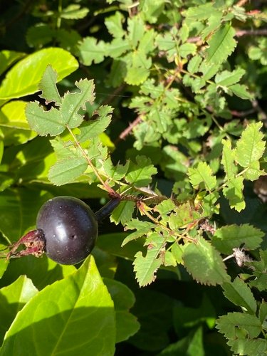 Burnet Rose Seeds for Planting