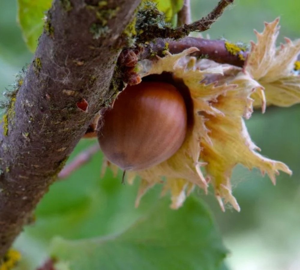 Himalayan Wild Hazelnut Seeds for Planting — Image 11