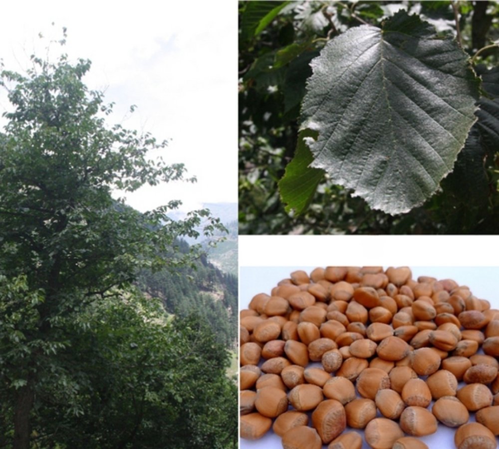 Himalayan Wild Hazelnut Seeds for Planting — Image 31