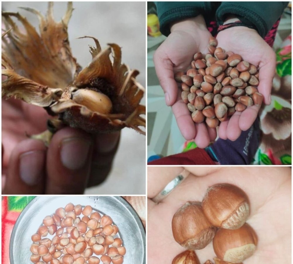 Himalayan Wild Hazelnut Seeds for Planting — Image 41