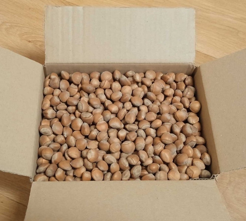 Himalayan Wild Hazelnut Seeds for Planting — Image 51