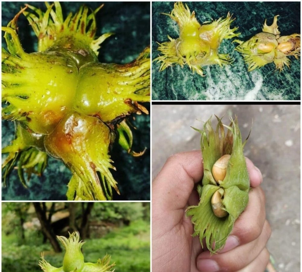 Himalayan Wild Hazelnut Seeds for Planting — Image 61