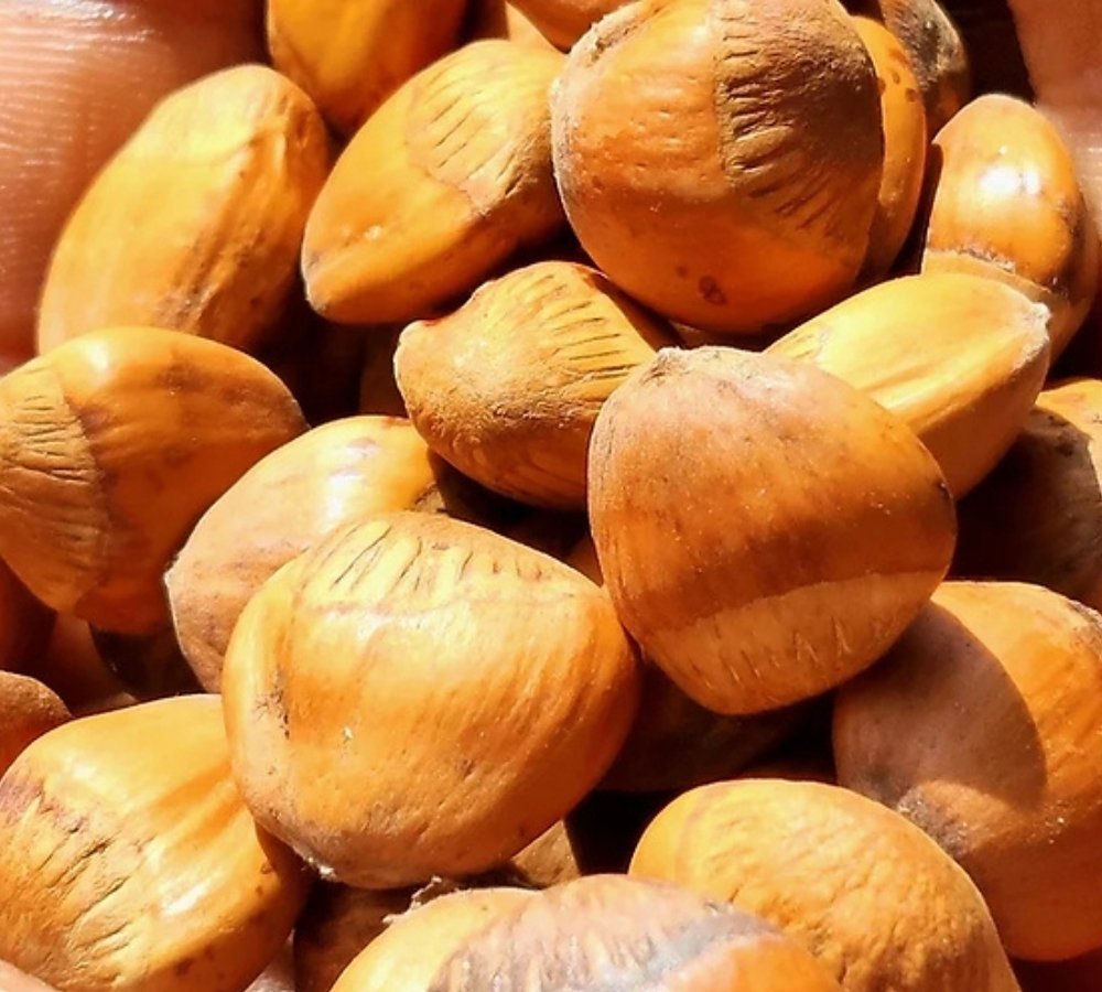 Himalayan Wild Hazelnut Seeds for Planting — Image 71