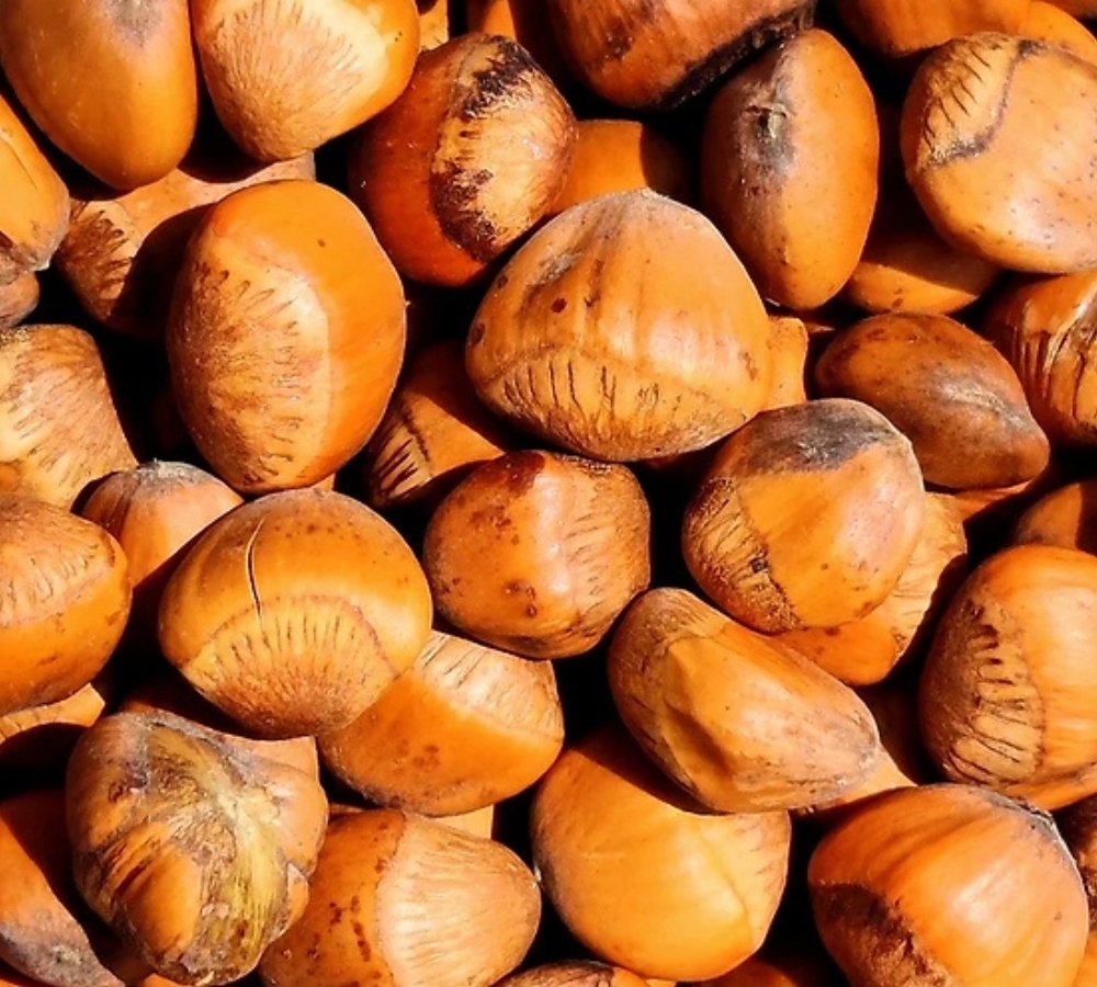 Himalayan Wild Hazelnut / Himalayan Hazel / Wild Hazelnut Tree