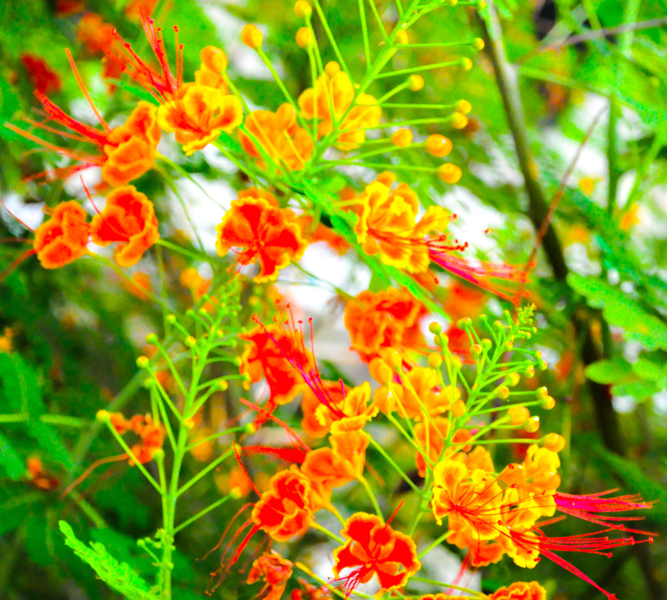 Peacock Flower / Pride of Barbados / Dwarf Poinciana / Red Bird of Paradise