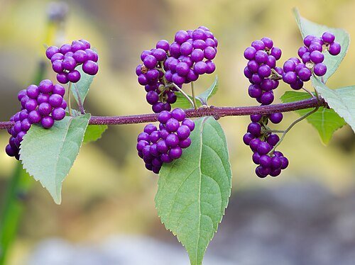 Purple Beautyberry