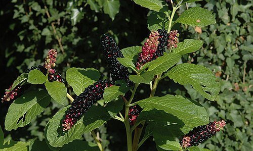 Southern Pokeweed